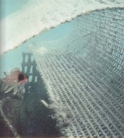 
The mesh's light electrical field tends to attract curious fish. 
